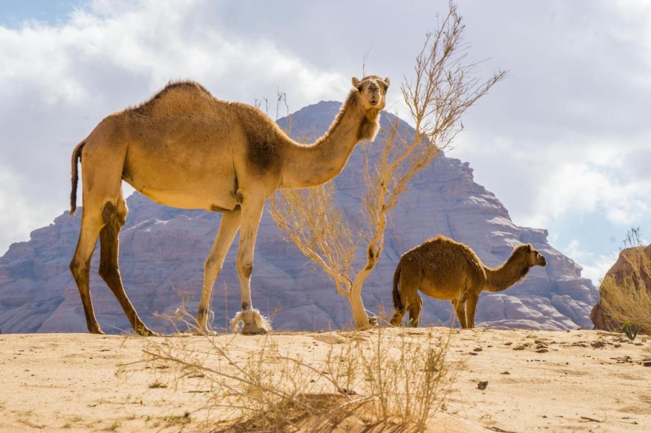 Traditional Bedouin Camp Tour Hotel Wadi Rum Exterior photo