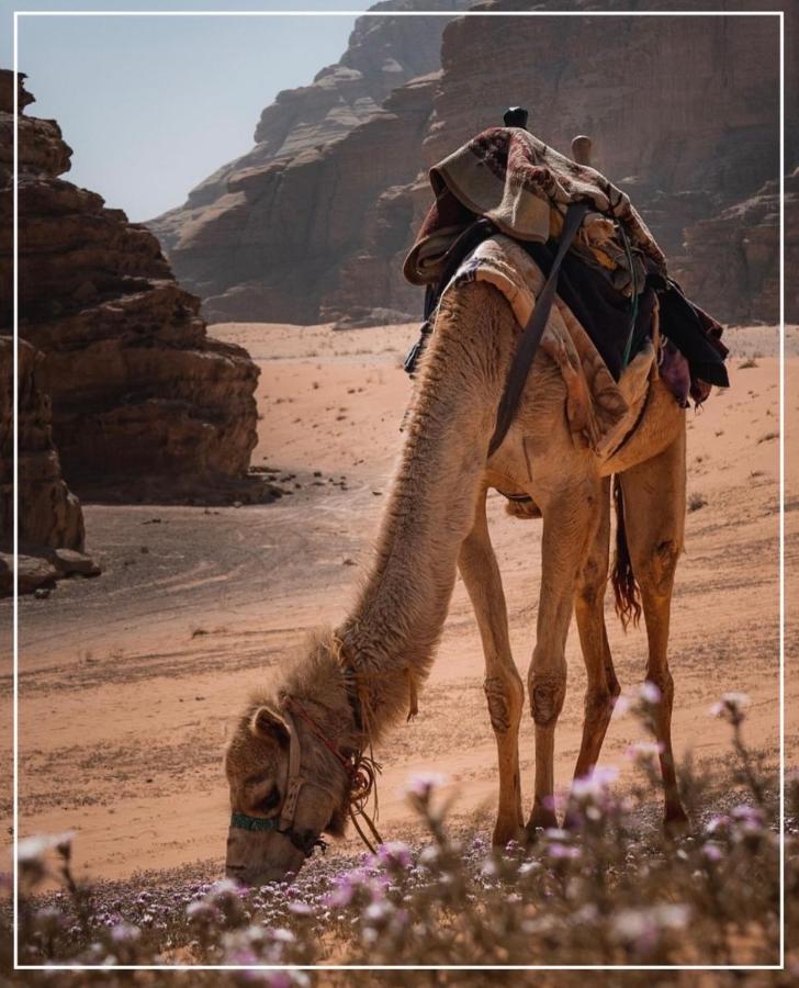 Traditional Bedouin Camp Tour Hotel Wadi Rum Exterior photo